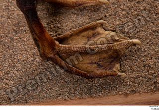 Greater white-fronted goose Anser albifrons foot 0007.jpg